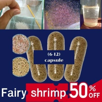 Fairy Shrimp Eggs  Super natural food for Betta Guppy Discus Tropical from thai - Image 1 of 2
