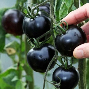 4x Black Cherry Plug Plants Cherry Tomato (No Seeds) - Picture 1 of 2