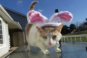 Scoot & Newts Presents The Easter Onk 8 x 10" ungerahmtes Foto - Bild 1 von 1