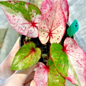 Caladium Maninara 1 Bulbo Oreja de Elefante Corazón de Jesús Ángel Alas De Tailandia - Imagen 1 de 6
