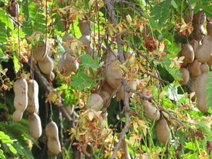 Tamarind tree, Tamarindus indica tropical edible fruit wood bonsai seed 15 SEEDS - Picture 1 of 6