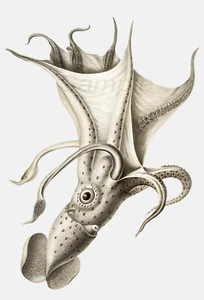 VINTAGE COCKEYED SQUID A4 POSTER PRINT - Picture 1 of 1