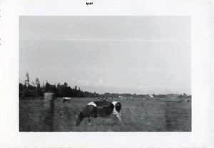 VTG Photo Cows Farm Animals Pasture Field Trees - Picture 1 of 1