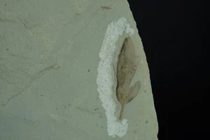 Cardiospermum Coloradensis Blattfossil / Green River Formation / 13,4 cm Fossil L - Bild 1 von 2