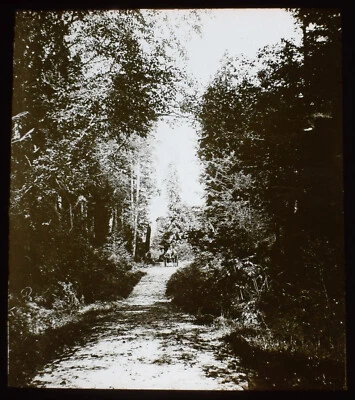 IN STANLEY PARK VANCOUVER BC KANADA UM 1890 FOTO Magic Lantern Slide - Bild 1 von 3