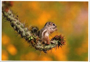 The Antelope Ground Squirrel, Life Like Photo Art 1982 Postcard - Picture 1 of 2