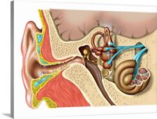 Human ear anatomy Canvas Wall Art Print,  Home Decor