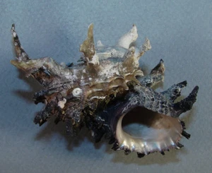 ANGARIA DELPHINUS MELANACANTHA 84.03mm BEAUTIFUL CORK SCREW SPECIMEN Palawan, PI - Picture 1 of 2