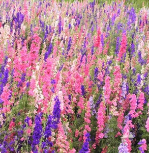 Rocket Mix Larkspur Seeds - 400+ Count - For 2025 Planting Delphinium Ajacis - Picture 1 of 8