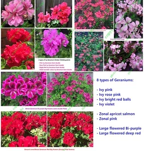 Geranium - 8 Types Various Colours - Cuttings non-rooted - Picture 1 of 9