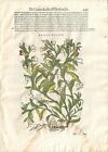Stampa antica MATTIOLI MATTHIOLI erbario ARACO fiori botanica 1604 Antique print