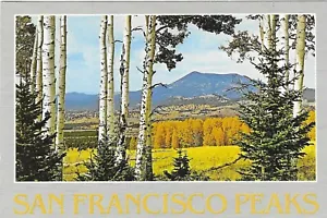 Vintage Arizona Chrome Postcard San Francisco Peaks Fall White Trunks of Aspen - Picture 1 of 2