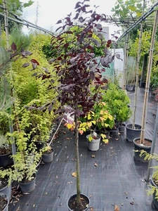 Prunus cerasifera Nigra Stamm, Blutpflaume, 180cm, Halbstamm, rote Kirschpflaume - Bild 1 von 7