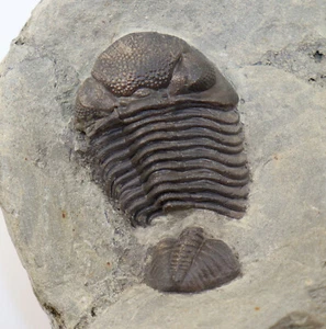 Trilobit, Liolophops sublevatus, Devon, Eifel, Rommersheim, Eifel, BRD-f319 - Picture 1 of 5