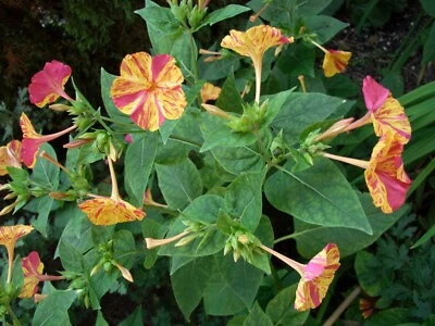 40 Samen Wunderblume Mirabilis jalapa Farton Gelb mit Pink (2024 gesammelt) - Bild 1 von 4