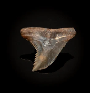 Venice Hemipristis Fossil Tooth 1.31"     2850 - Picture 1 of 4