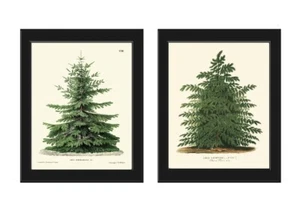 Weihnachten Tannenbaum Botanische Drucke Wandbilder 2er Set wunderschön ungerahmt - Bild 1 von 6