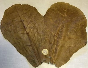 für 2 Gigante Hojas del almendro MALABAR ca.35cm DESCUENTO 2 5 10 - Picture 1 of 1