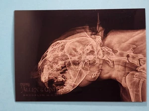2024 Topps Allen & Ginter X-Ray'd Cougar #XR-13 - Picture 1 of 2
