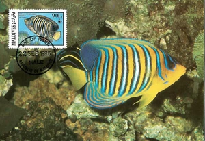 Fish Indian Ocean Angelfish Maldives Maximum Card WWf Panda Fische Maximumkarte - Bild 1 von 2