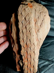 Lepidodendron aculeatum  - Une magnifique fossile plante - Foto 1 di 3