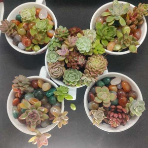 Varieties Succulent Live Plant cactus Cuttings Garden Starter Plants US Stock - Picture 1 of 14