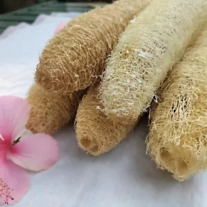 Natürliche Luffa Schwämme 15er Set - Getrockneter Schwamm Kürbis Luffa KOSTENLOSER VERSAND Badebürste - Bild 1 von 12