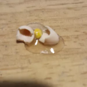 Dolls House Accessories 1:12, Miniatures Highly Detailed Cracked Egg ZL117 - Picture 1 of 2