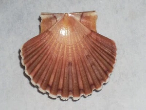 PECTEN JACOBAEUS WONDERFUL - Picture 1 of 2