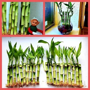 20 Lucky Bamboo 4"  FREE BUTTERFLY Stake and GOLD WIRES, Indoor Perennial, GIFT - Picture 1 of 4