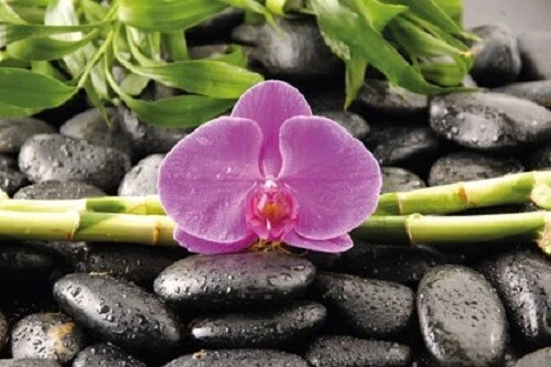 Poster Orchid on Bamboo - Image 1 of 1