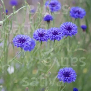Flor anual, ACIANO 'Chico azul', semillas Demeter BIO, 1,25 g - Imagen 1 de 3