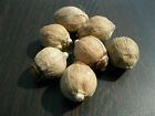 LAGHU NARIYAL (COCONUT)FOR PUJA INCREASE BUSINESS FOR WEALTH & PROSPERITY 21PCS