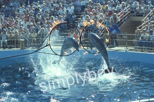 12 Photo Slides Marin World, Whale Show, CA 1985 - Picture 1 of 16