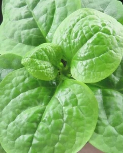 Malabar Spinach (Big Round Leaf) Seeds - Picture 1 of 1