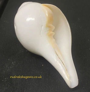 SACRED SHANKHA SOUND SHANKH CONCH SHELL VAMAVARTI HINDU POOJA  DIVINE HOLY - Picture 1 of 5