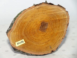 Birke,Baumscheibe,Holzscheibe,Floristik ,Holzscheiben,basteln 30x24x2cm - Picture 1 of 2