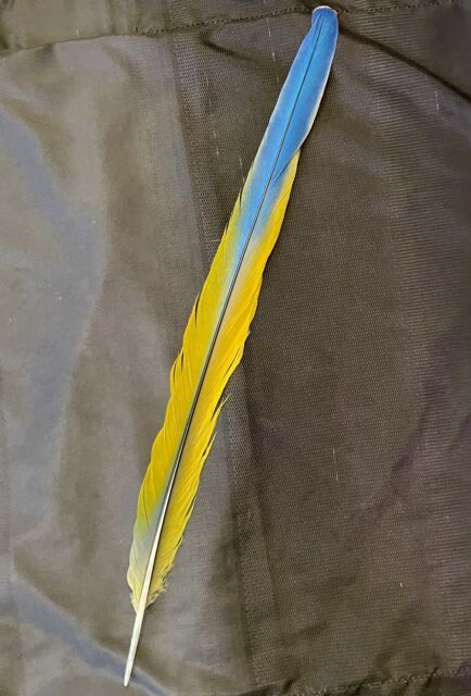 Blue And Gold Macaw Feathers. Yellow- 1/4 to 2,dreams, fans
