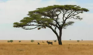 REGENSCHIRMAKAZIE - ACACIA TORTILIS, 10 Samen + KOSTENLOS - Bild 1 von 1