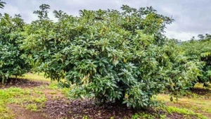 Grafted Dwarf Cold Hardy Maria Black AVOCADO VARIETY! RARE and Delicious - Picture 1 of 1