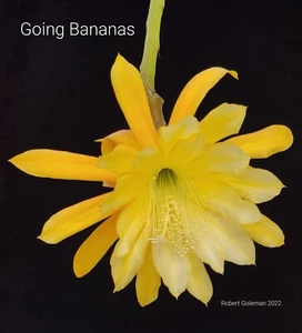 Epiphyllum Seeds ('Going Bananas' X 'Spiced Topaz') Orchid Cactus Seeds - Picture 1 of 10