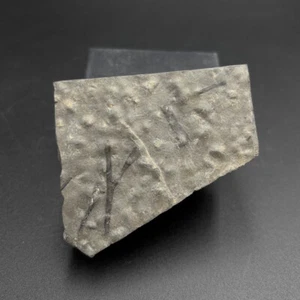 Fossil plant - Hostinella racemosa - UK - Silurian with rain drop impressions - Picture 1 of 3
