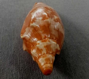 Cymbiola Aulica 115 mm GEN " nice color UNUSUAL body Pattern, WOW!!! - Picture 1 of 8