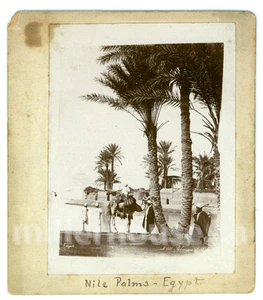 Foto RARA Palmas egipcias del Nilo c.1890 con personas y camellos montados en Egipto - Imagen 1 de 2