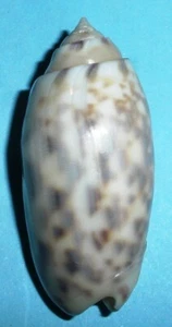 Oliva amethystina NEBULOSA - OLIVIDAE - Japanese Seashell - 36mm Gem- #1807 - Bild 1 von 2