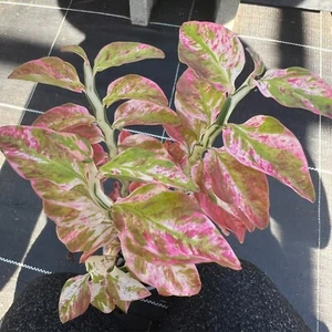 Euphorbia SPLISH SPLASH - E. tithymalloides variegata - Drought Hardy Plant - Picture 1 of 10