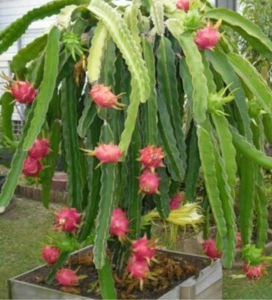 Selenicereus undatus Red Skin White Flesh Dragon fruit Cutting of Fruiting Plant - Picture 1 of 13