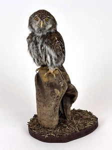 RARITÄT PERLKAUZ Tierpräparat Präparat Taxidermie ausgestopft Eule Owl Chouette - Bild 1 von 8