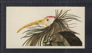 BALD IBIS - 45 + year old English Trade Card # 16 - Picture 1 of 2