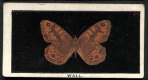 Tobacco Card, Godfrey Phillips, BRITISH BUTTERFLIES, 1923, Wall, #17 - Picture 1 of 2